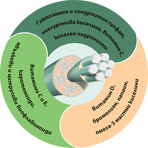Ортомол Тендо Метаболизъм на колагена